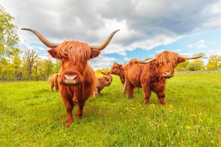 Highland Cows Shutterstock