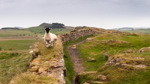 Lamb On The Wall