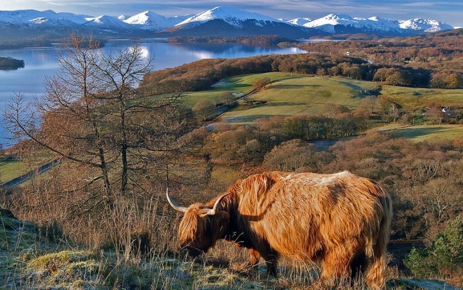 Loch Lomond And Coo