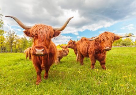 Highland Cows Shutterstock Scaled Aspect Ratio 444x310