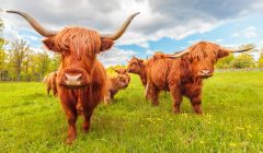 Highland Cows Shutterstock Scaled Aspect Ratio 635x400