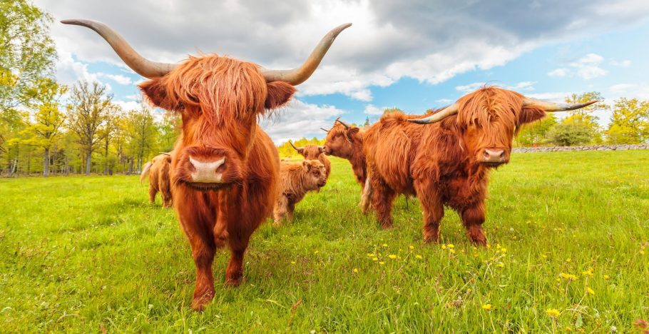Highland Cows Shutterstock Scaled Aspect Ratio X