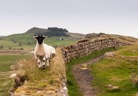 Lamb On Hadrians Wall Istock Scaled Aspect Ratio 444x310